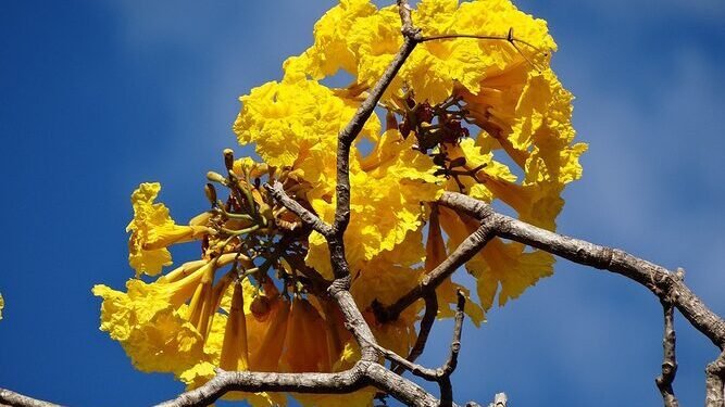 A Lenda do Ipê: de milhares de canarinhos, vêm o amarelo…