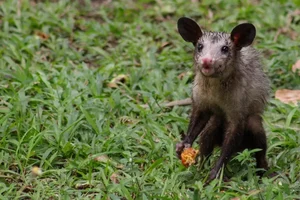 A LENDA DA MUCURA 1 A LENDA DA MUCURA