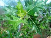FAVELA, FAVELEIRA: PLANTA MEDICINAL DA CAATINGA