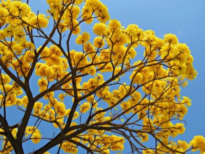 ipe CreativeCommonsflores de ipe 1