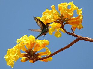ipe amarelo beija flor Wiki Aves