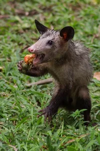 A LENDA DA MUCURA 2 A LENDA DA MUCURA