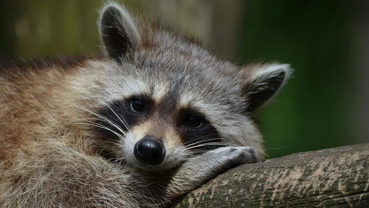 O guaxinim, mão-pelada ou guará, um bicho da Caatinga