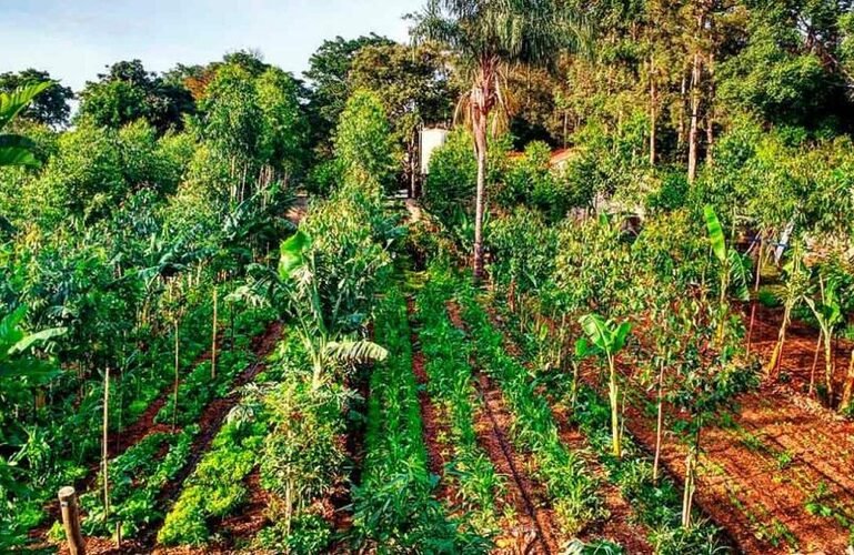 A agrofloresta como alternativa para reduzir impactos ambientais