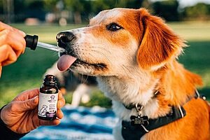 Universidade inicia cultivo de cannabis no Brasil para utilizar em pesquisa veterinária