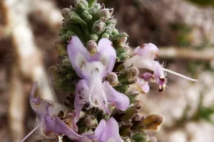 PESQUISADORES DESCREVEM NOVA ESPÉCIE DE HORTELÃ DA AMAZÔNIA
