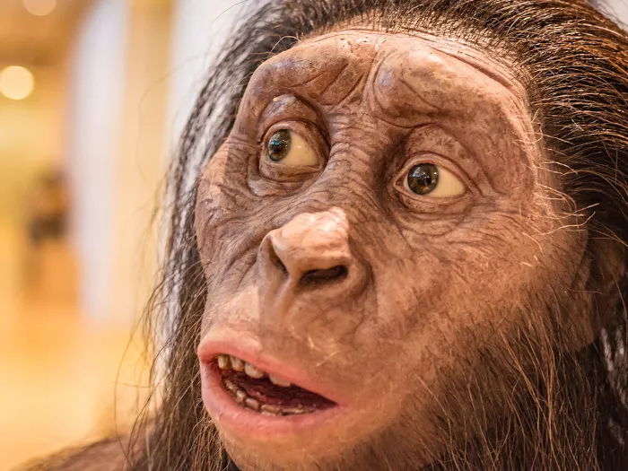 australopithecus afarensis