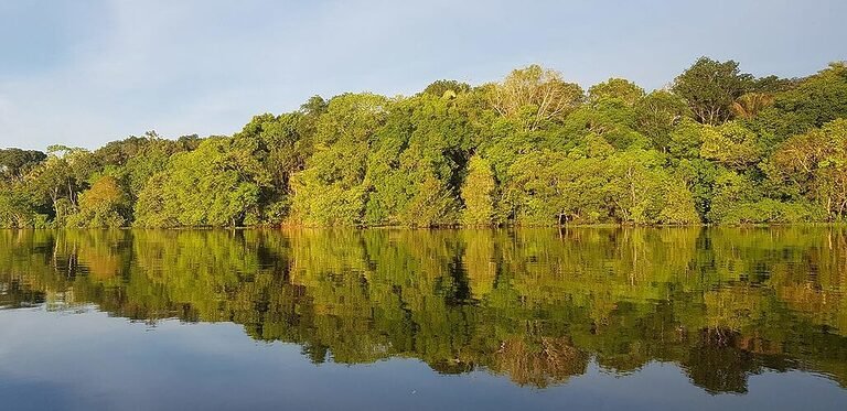 selva, rio, floresta