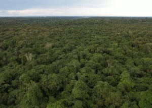 Mudanças no clima impõe corrida contra o tempo para espécies da floresta amazônica