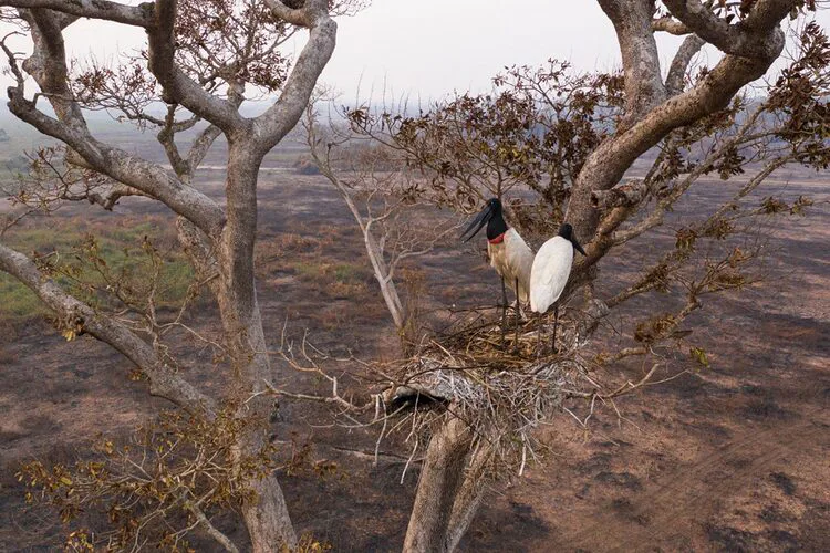TAQUARI, UM RIO DESBOCADO 8 PANTANAL: "É PRECISO A CHUVA PARA FLORIR"