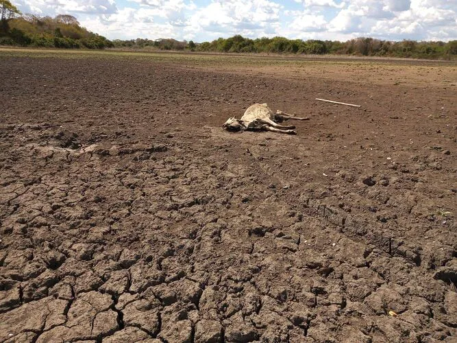 TAQUARI, UM RIO DESBOCADO 4 PANTANAL: "É PRECISO A CHUVA PARA FLORIR"