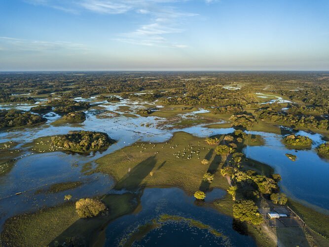 Pantanal: “É preciso a chuva para florir”