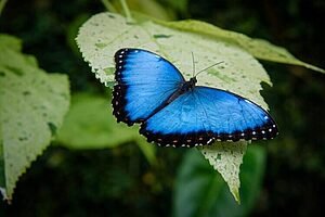 A LENDA DA BORBOLETA AZUL