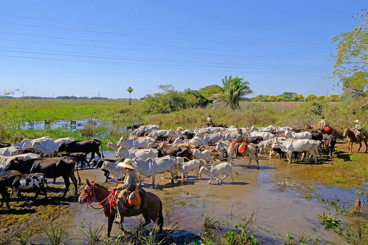 TAQUARI, UM RIO DESBOCADO 3 PANTANAL: "É PRECISO A CHUVA PARA FLORIR"