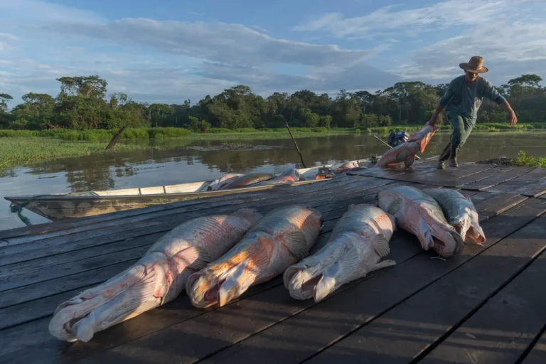 Filme sobre manejo sustentável do pirarucu estreia neste domingo, em Manaus