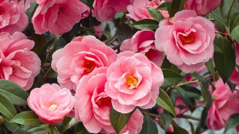 CAMELLIA SINENSIS, CAMELLIA JAPONICA, CAMELLIA ÒDÒDÒ