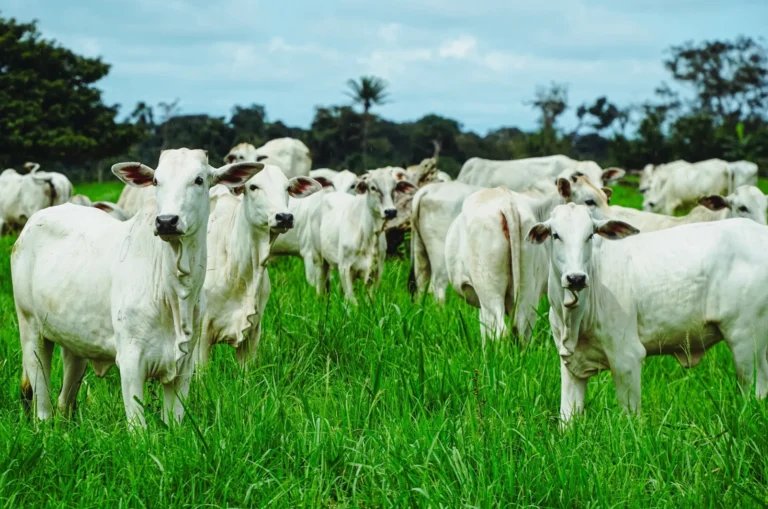 LÍDER EM PECUÁRIA, CÁCERES PODE DERRUBAR PROTEÇÃO DA NATUREZA