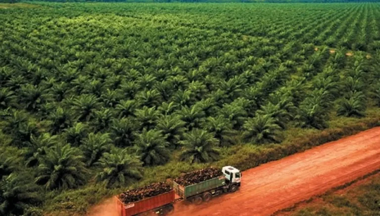 Força Nacional é chamada para atuar em “guerra do dendê” no Pará