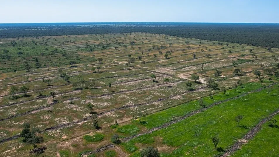 O QUE ESTÁ POR TRÁS DO DESMATAMENTO DO PANTANAL?