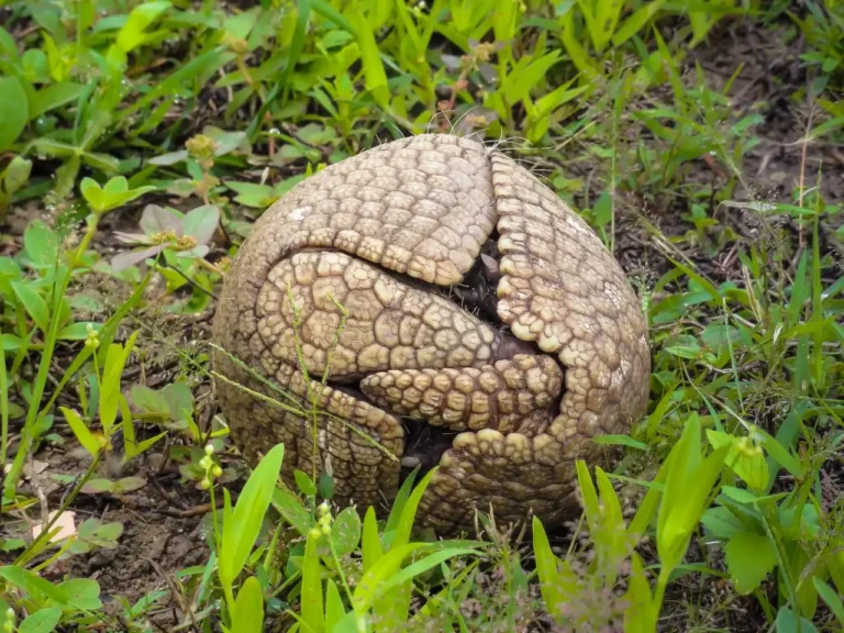 Base online traz dados de 15 mil espécies de animais brasileiros