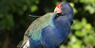 A AVE QUE VENCEU A EXTINÇÃO E A PLANTA QUE FLORESCE SOB A TERRA
