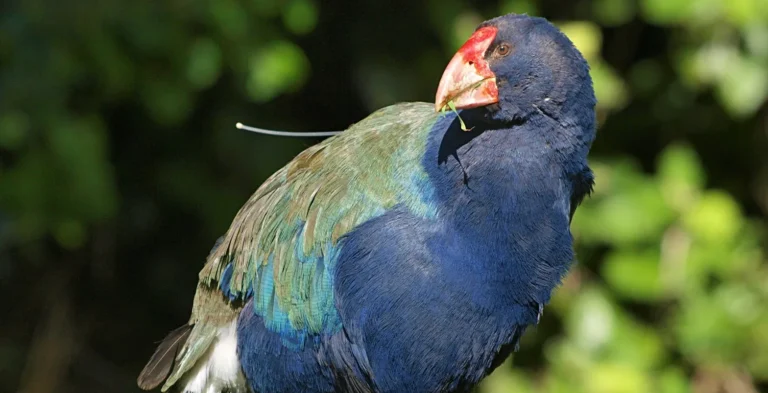 A AVE QUE VENCEU A EXTINÇÃO E A PLANTA QUE FLORESCE SOB A TERRA