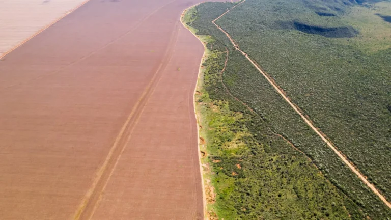 Autorizações emitidas a rodo, reserva legal "móvel" e ausência de monitoramento legalizaram o que é irregular e compõem cenário de descontrole da derrubada no Cerrado. 