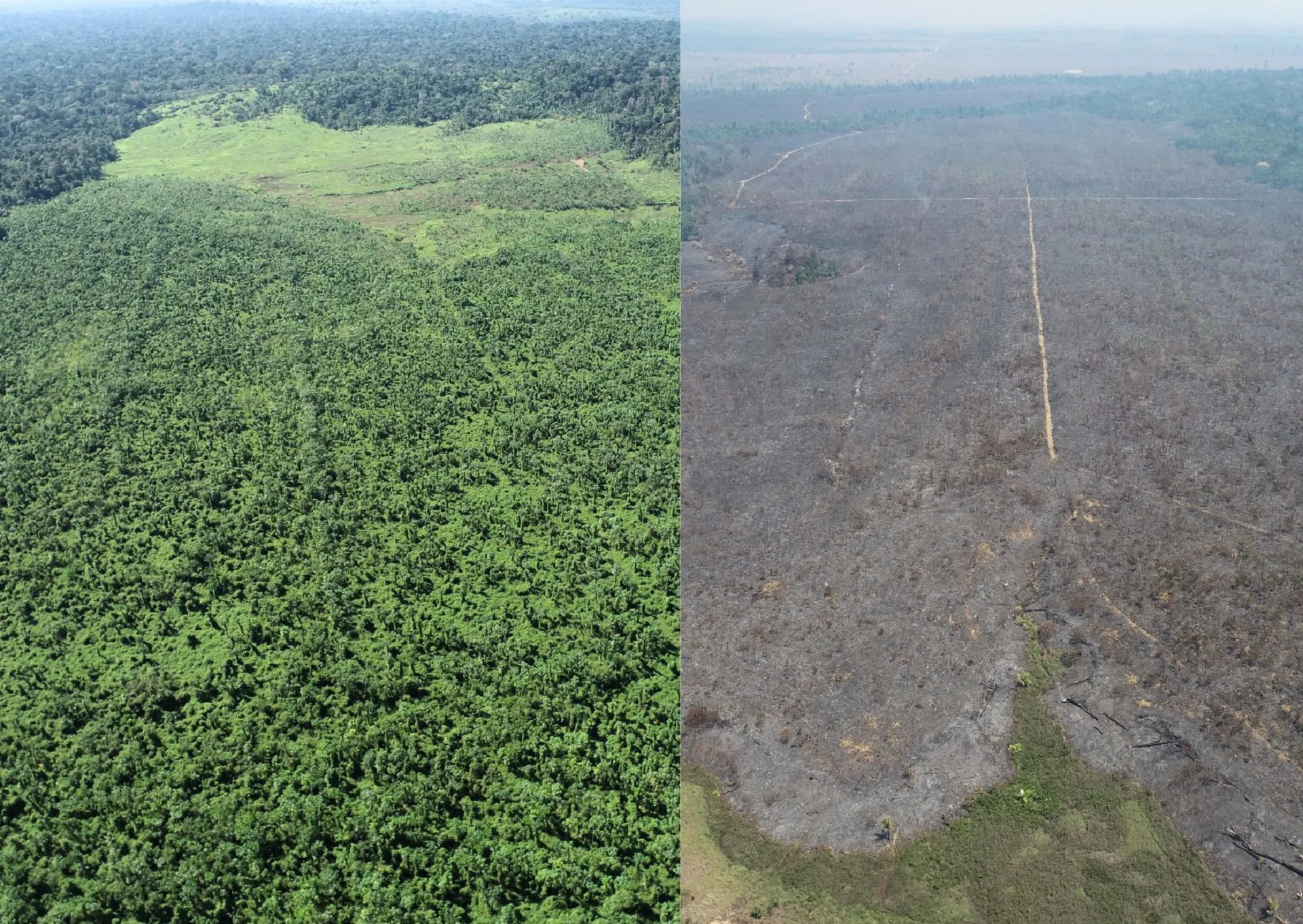 Projeto de restauração florestal na Amazônia é vítima de incêndio criminoso