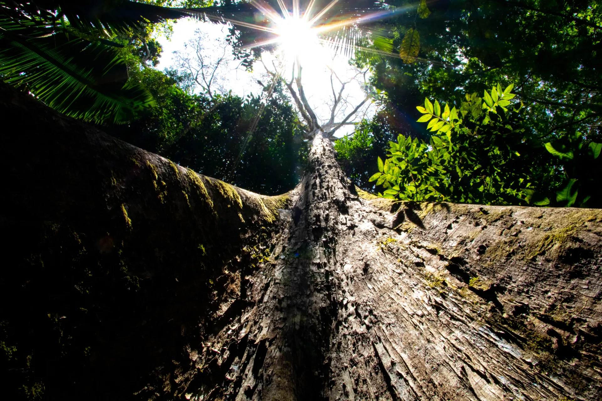 Nova área protegida reforça cinturão de floresta na Amazônia