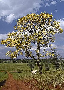 Cerrado: Biodiversidade ameaçada