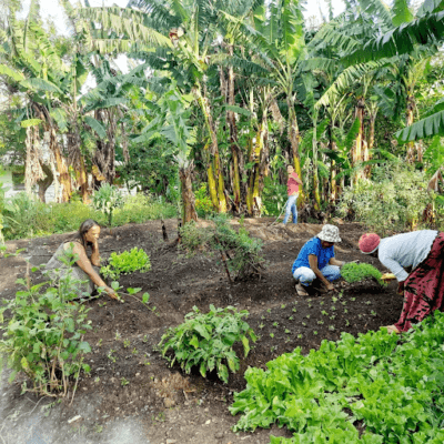 AGROECOLOGIA URBANA PROMOVE SAÚDE E RENDA NAS CIDADES 1 unnamed 3 1
