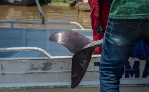 botosEmergencia Botos 29 09 Miguel Monteiro 5