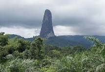 AFRICA SUBSAARIANA PINGTREE