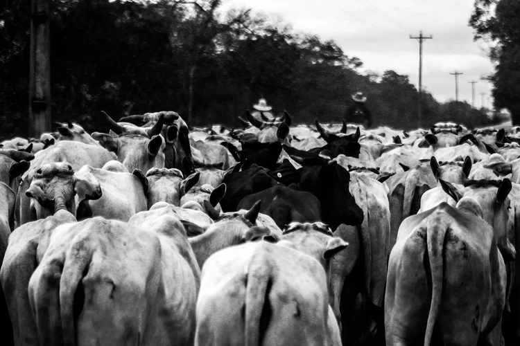 Cattle being herded in the Parque Nacional do Pantanal Matogrossense Cabecas 1