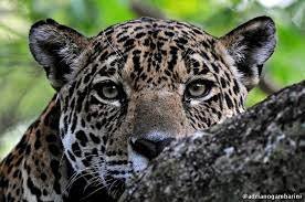 Onca pintada conexao planeta 1