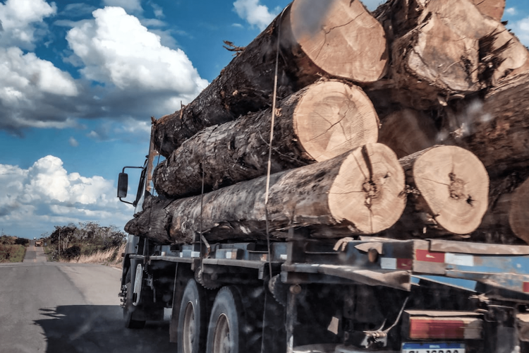 Extração ilegal de madeira cresce em áreas ainda não destinadas do Pará