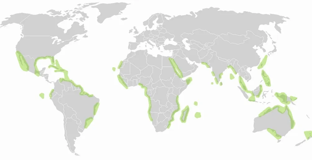 global manguezada