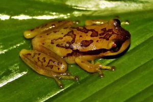 oeco Phyllodytes iuna Photo by Marcos Vila Nova 1