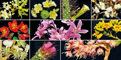 Caatinga Primavera Revista Fapesp