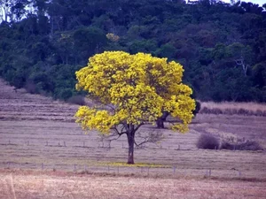 DESAFIOS PERSISTEM NO MEIO AMBIENTE