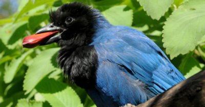 Gralha Azul toda materia