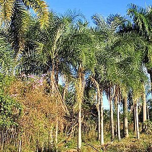 OS AMARGOS DO CERRADO