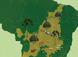 OS AMARGOS DO CERRADO 