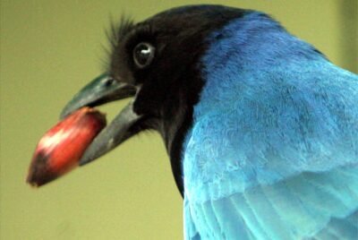 gralha azul arquivo tribuna do parana