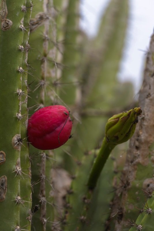 FLOR BROTA NO MÊS MARÇO: TRIBUTO À MULHER 2 Caatinga Flor de Cacto Marcos Amend Conexao Planeta