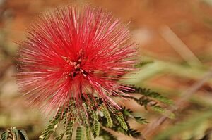 CALIANDRA: A ROSA DO CERRADO