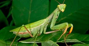 LOUVA-A-DEUS, O LOUVOR VERDE