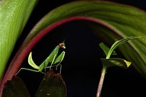 LOUVA-A-DEUS, O LOUVOR VERDE