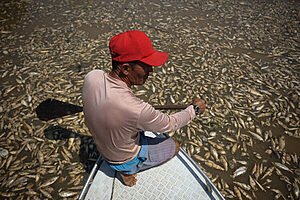 A AGONIA DA SECA NA AMAZÕNIA