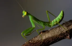 LOUVA-A-DEUS, O LOUVOR VERDE